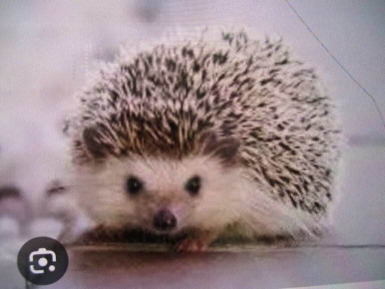 １０月　りす組制作🦔